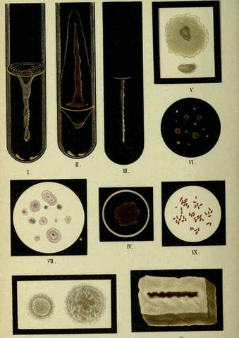 Reproducción/Reproduction 6418461371: Atlas and essentials of bacteriology New York :William Wood & Co.,1897 
