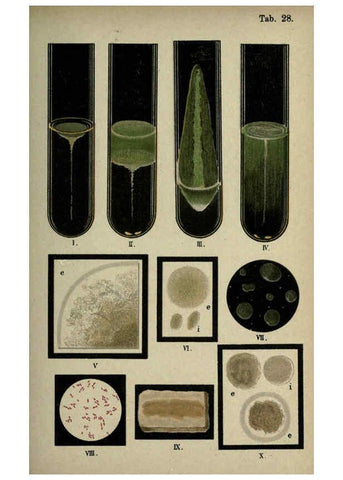 Reproducción/Reproduction 6418461949: Atlas and essentials of bacteriology New York :William Wood & Co.,1897 