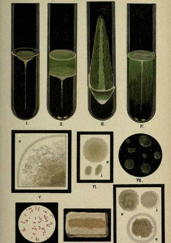 Reproducción/Reproduction 6418461949: Atlas and essentials of bacteriology New York :William Wood & Co.,1897 
