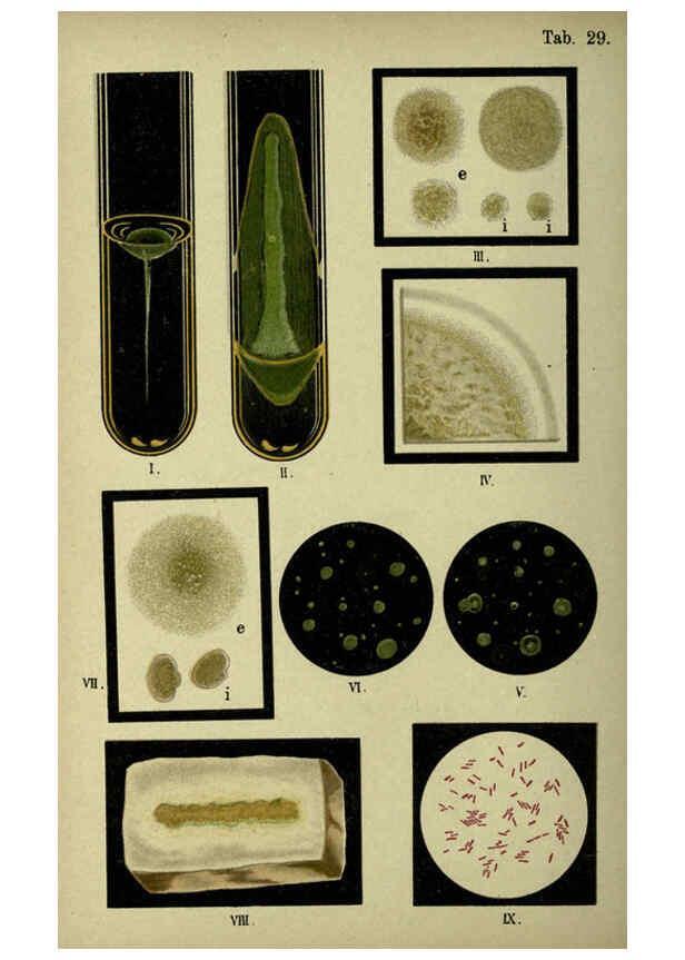 Reproducción/Reproduction 6418462391: Atlas and essentials of bacteriology New York :William Wood & Co.,1897 