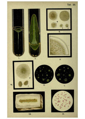 Reproducción/Reproduction 6418462391: Atlas and essentials of bacteriology New York :William Wood & Co.,1897 