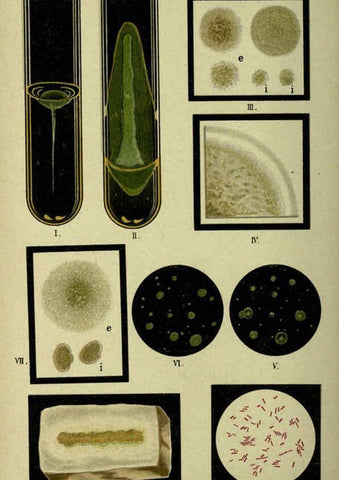 Reproducción/Reproduction 6418462391: Atlas and essentials of bacteriology New York :William Wood & Co.,1897 