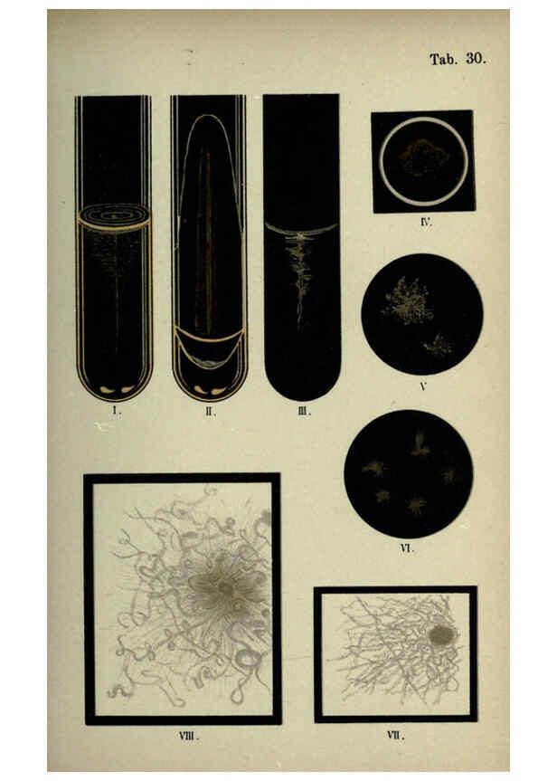 Reproducción/Reproduction 6418462925: Atlas and essentials of bacteriology New York :William Wood & Co.,1897 