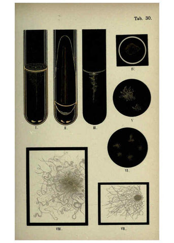 Reproducción/Reproduction 6418462925: Atlas and essentials of bacteriology New York :William Wood & Co.,1897 