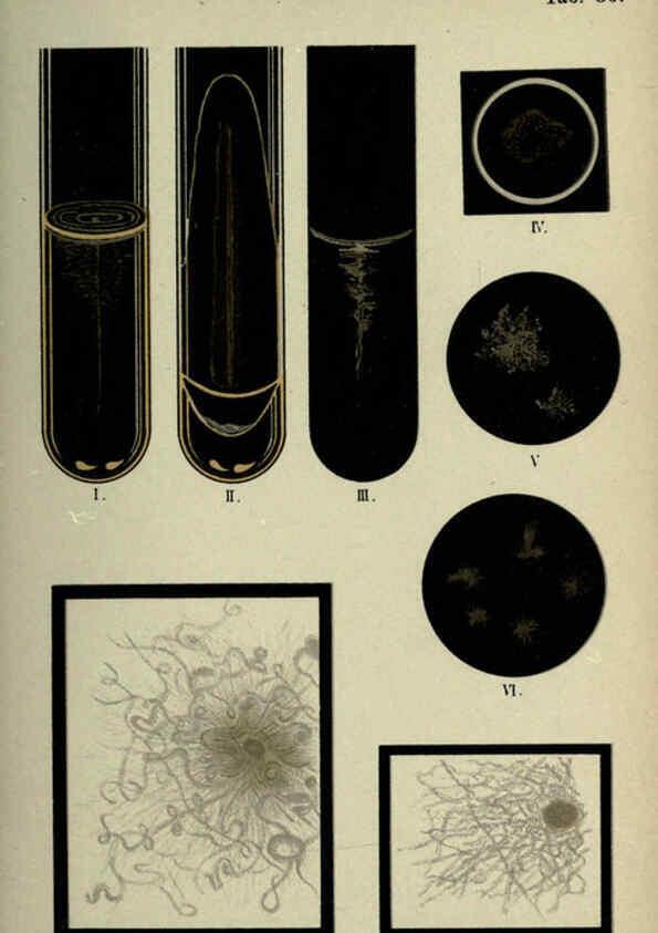 Reproducción/Reproduction 6418462925: Atlas and essentials of bacteriology New York :William Wood & Co.,1897 
