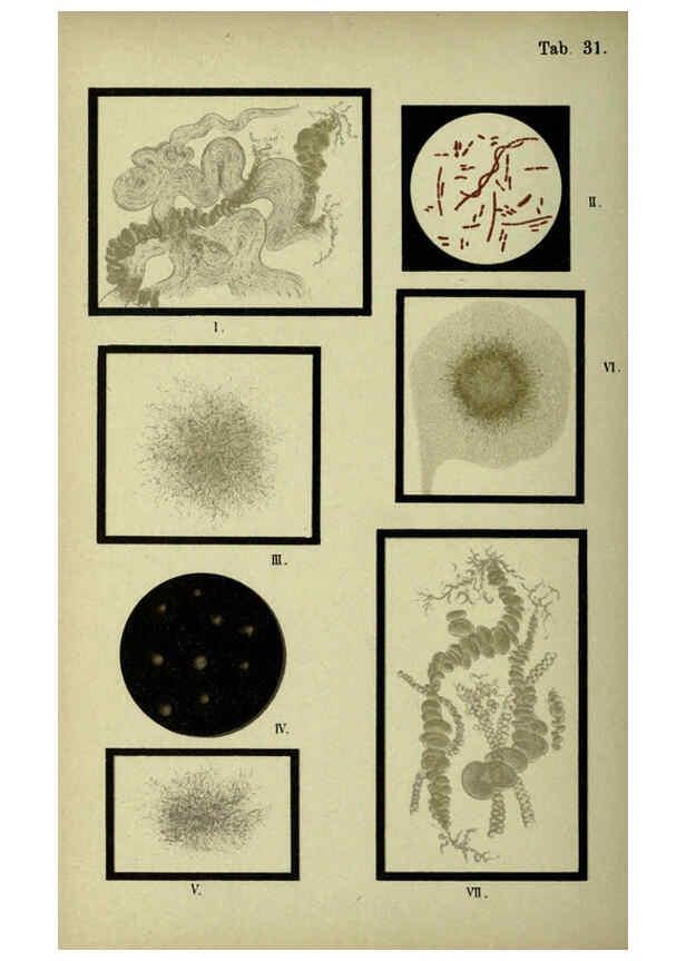 Reproducción/Reproduction 6418463529: Atlas and essentials of bacteriology New York :William Wood & Co.,1897 