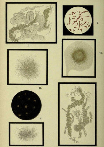 Reproducción/Reproduction 6418463529: Atlas and essentials of bacteriology New York :William Wood & Co.,1897 
