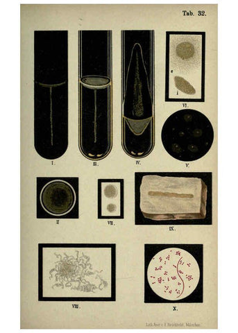Reproducción/Reproduction 6418463931: Atlas and essentials of bacteriology New York :William Wood & Co.,1897 