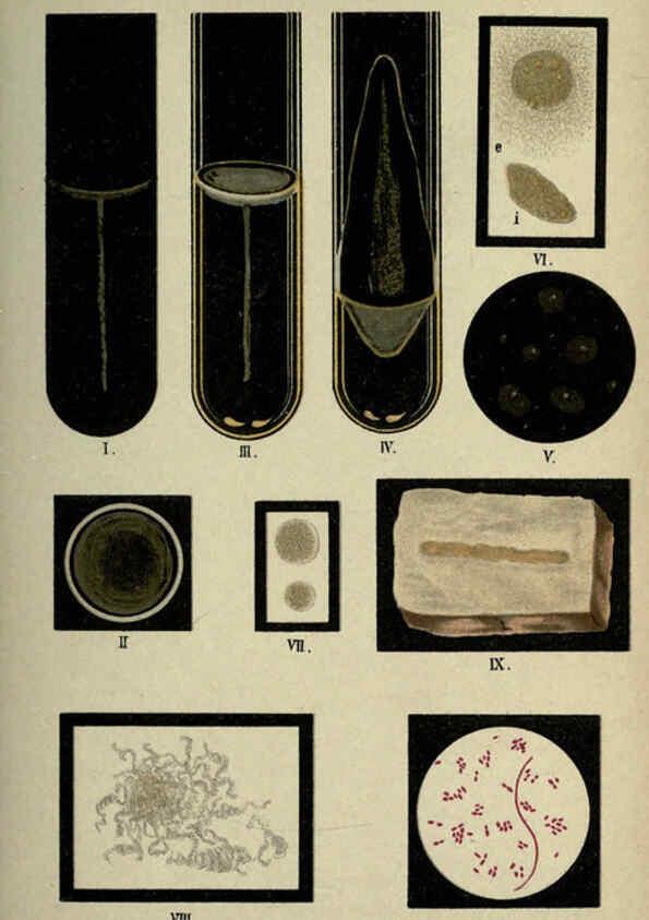 Reproducción/Reproduction 6418463931: Atlas and essentials of bacteriology New York :William Wood & Co.,1897 