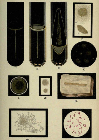 Reproducción/Reproduction 6418463931: Atlas and essentials of bacteriology New York :William Wood & Co.,1897 