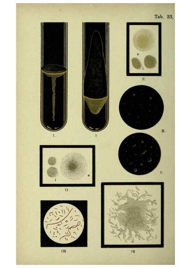 Reproducción/Reproduction 6418464527: Atlas and essentials of bacteriology New York :William Wood & Co.,1897 