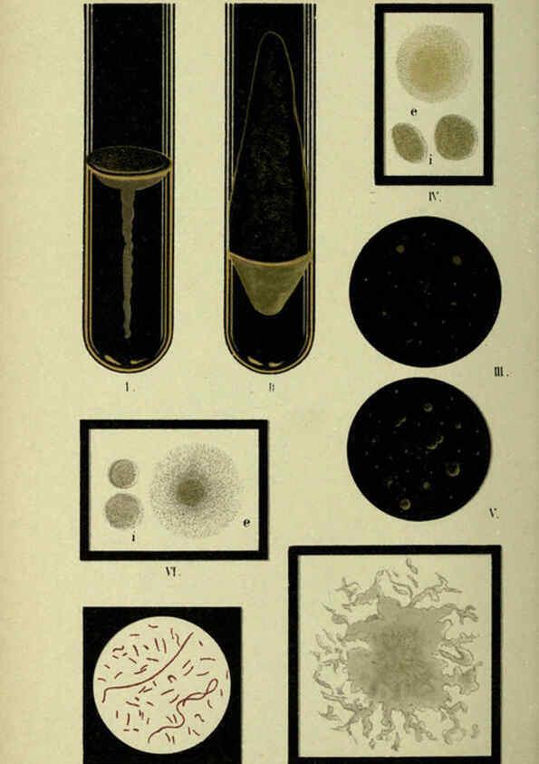 Reproducción/Reproduction 6418464527: Atlas and essentials of bacteriology New York :William Wood & Co.,1897 