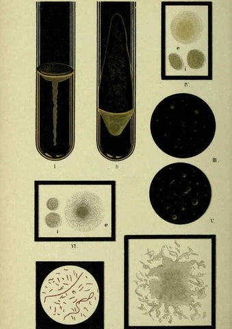 Reproducción/Reproduction 6418464527: Atlas and essentials of bacteriology New York :William Wood & Co.,1897 