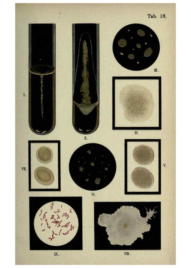 Reproducción/Reproduction 6418456283: Atlas and essentials of bacteriology New York :William Wood & Co.,1897 