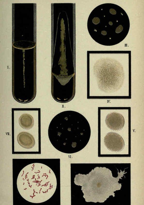 Reproducción/Reproduction 6418456283: Atlas and essentials of bacteriology New York :William Wood & Co.,1897 