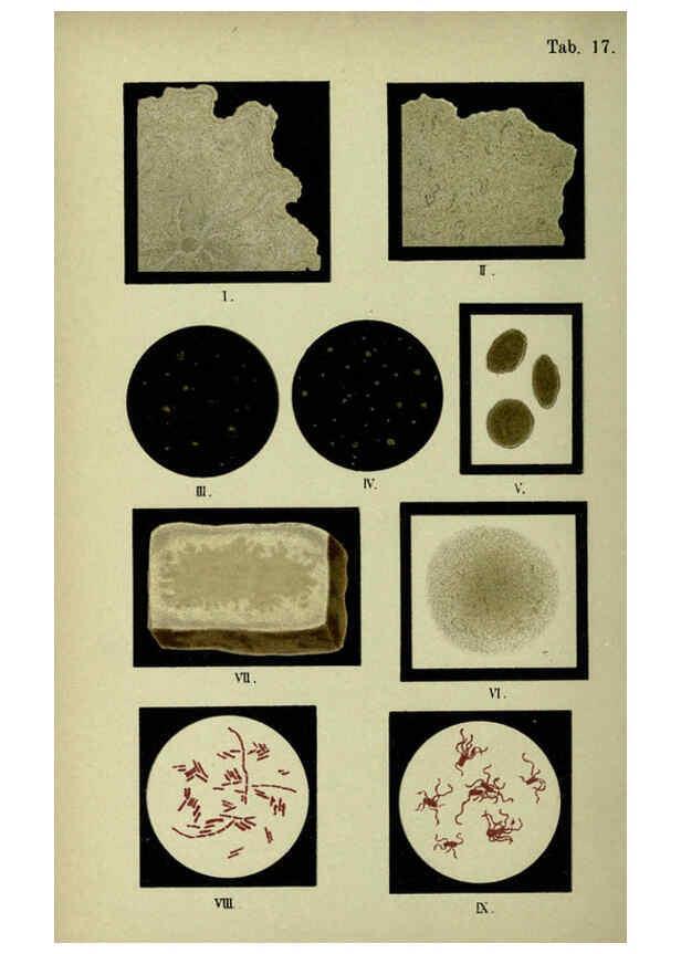 Reproducción/Reproduction 6418455879: Atlas and essentials of bacteriology New York :William Wood & Co.,1897 