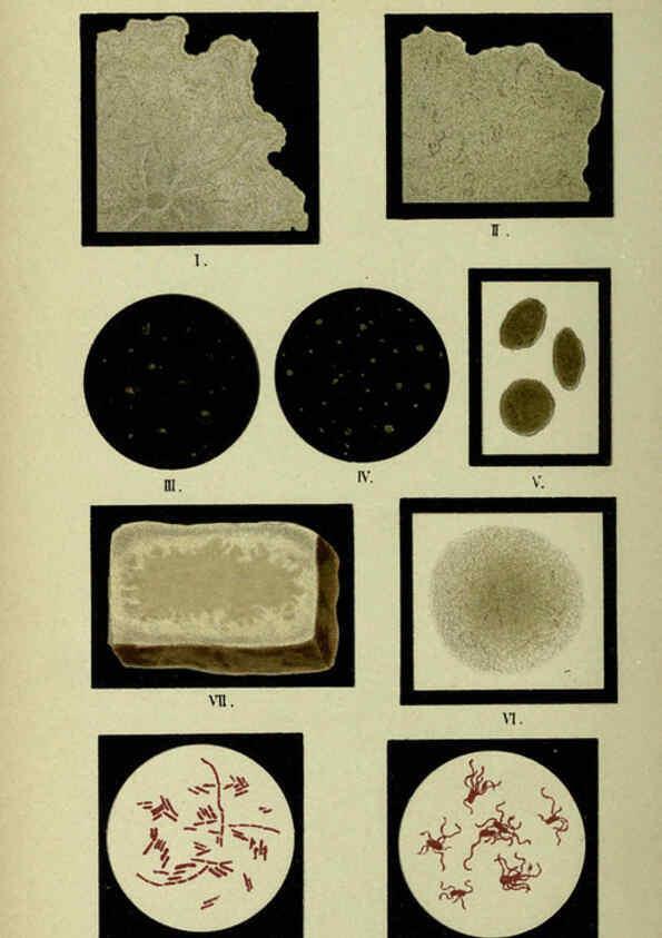 Reproducción/Reproduction 6418455879: Atlas and essentials of bacteriology New York :William Wood & Co.,1897 