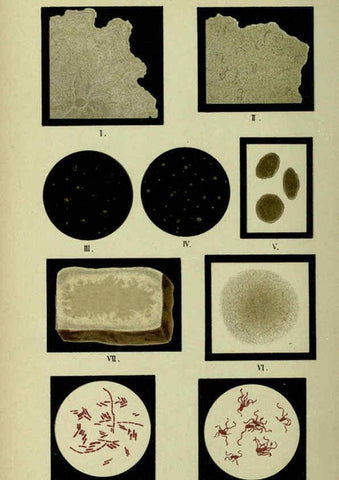 Reproducción/Reproduction 6418455879: Atlas and essentials of bacteriology New York :William Wood & Co.,1897 