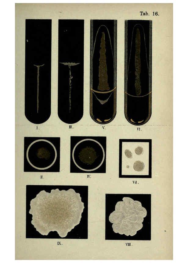 Reproducción/Reproduction 6418455461: Atlas and essentials of bacteriology New York :William Wood & Co.,1897 