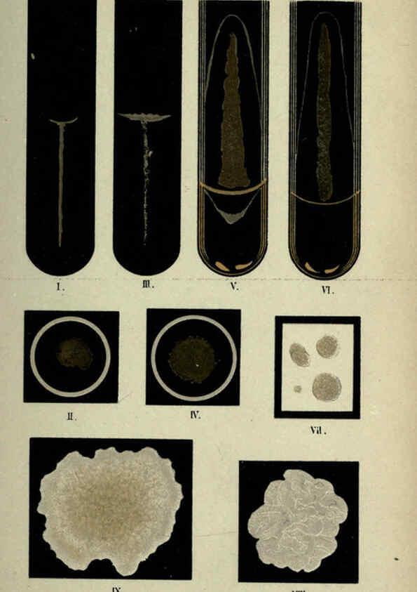 Reproducción/Reproduction 6418455461: Atlas and essentials of bacteriology New York :William Wood & Co.,1897 