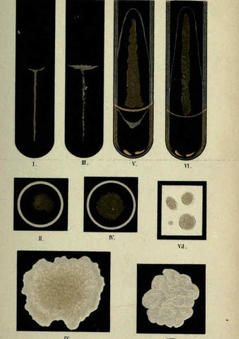 Reproducción/Reproduction 6418455461: Atlas and essentials of bacteriology New York :William Wood & Co.,1897 