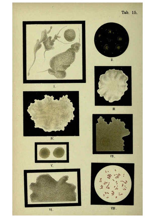Reproducción/Reproduction 6418454879: Atlas and essentials of bacteriology New York :William Wood & Co.,1897 