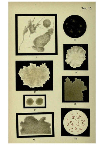 Reproducción/Reproduction 6418454879: Atlas and essentials of bacteriology New York :William Wood & Co.,1897 