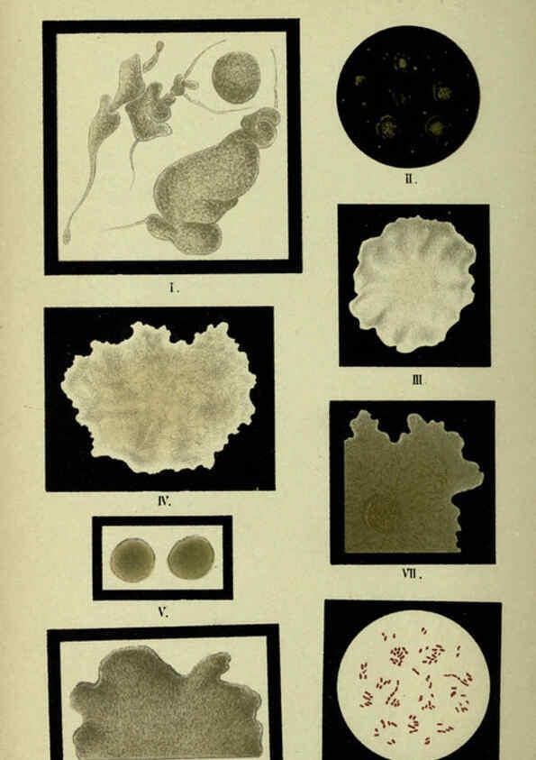 Reproducción/Reproduction 6418454879: Atlas and essentials of bacteriology New York :William Wood & Co.,1897 