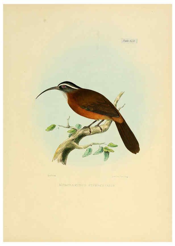 Reproducción/Reproduction 6418335533: Illustrations of Indian ornithology Madras :Printed by P.R. Hunt, American Mission Press,1847