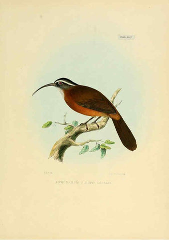 Reproducción/Reproduction 6418335533: Illustrations of Indian ornithology Madras :Printed by P.R. Hunt, American Mission Press,1847