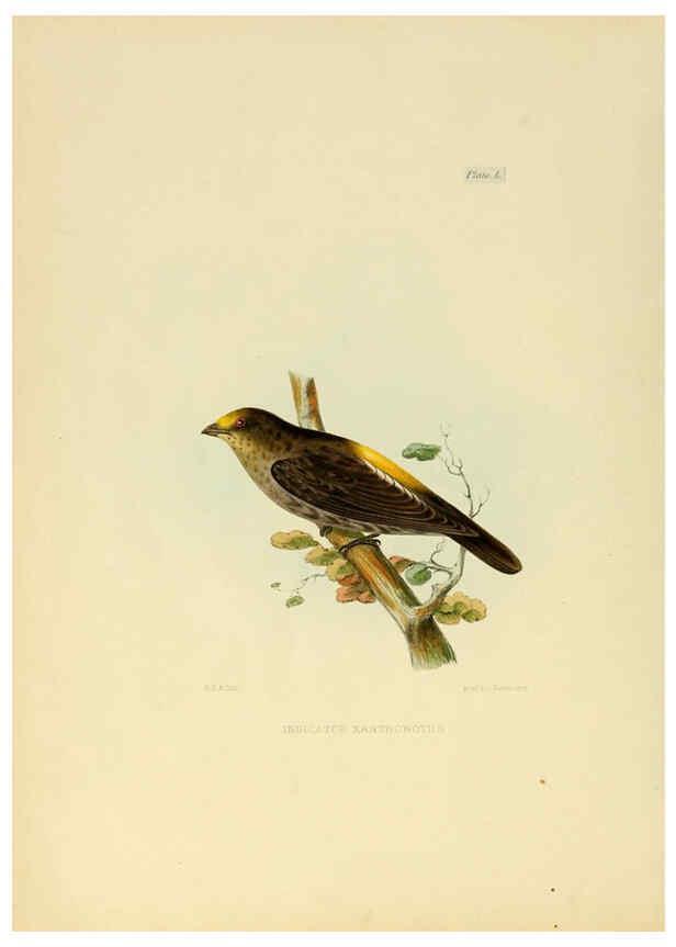 Reproducción/Reproduction 6418336045: Illustrations of Indian ornithology Madras :Printed by P.R. Hunt, American Mission Press,1847