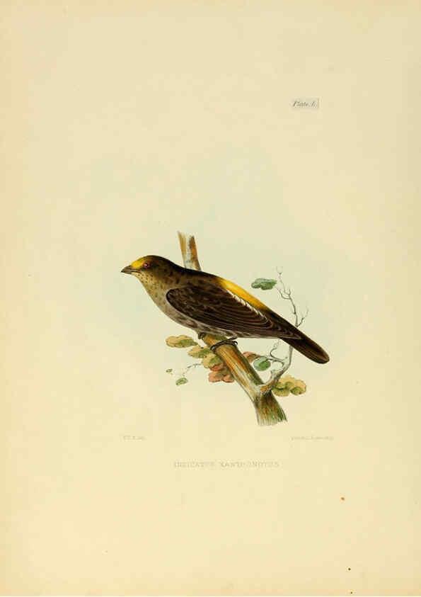 Reproducción/Reproduction 6418336045: Illustrations of Indian ornithology Madras :Printed by P.R. Hunt, American Mission Press,1847