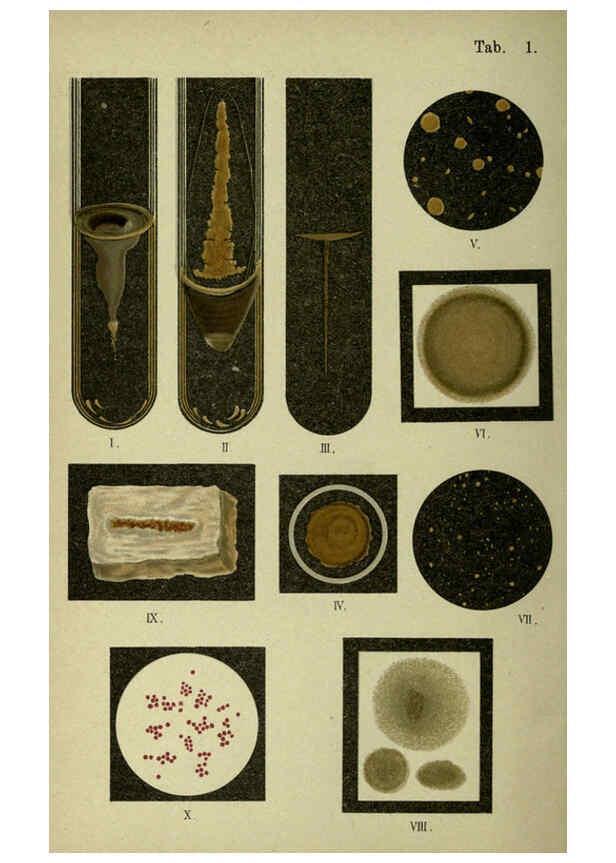 Reproducción/Reproduction 6418446867: Atlas and essentials of bacteriology New York :William Wood & Co.,1897 