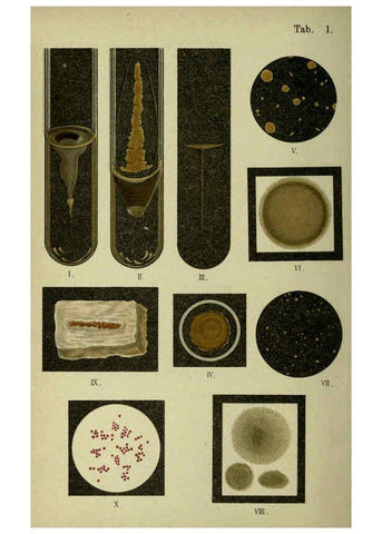 Reproducción/Reproduction 6418446867: Atlas and essentials of bacteriology New York :William Wood & Co.,1897 