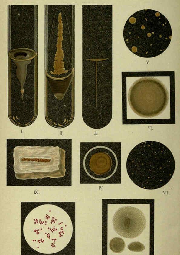 Reproducción/Reproduction 6418446867: Atlas and essentials of bacteriology New York :William Wood & Co.,1897 