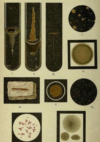 Reproducción/Reproduction 6418446867: Atlas and essentials of bacteriology New York :William Wood & Co.,1897 