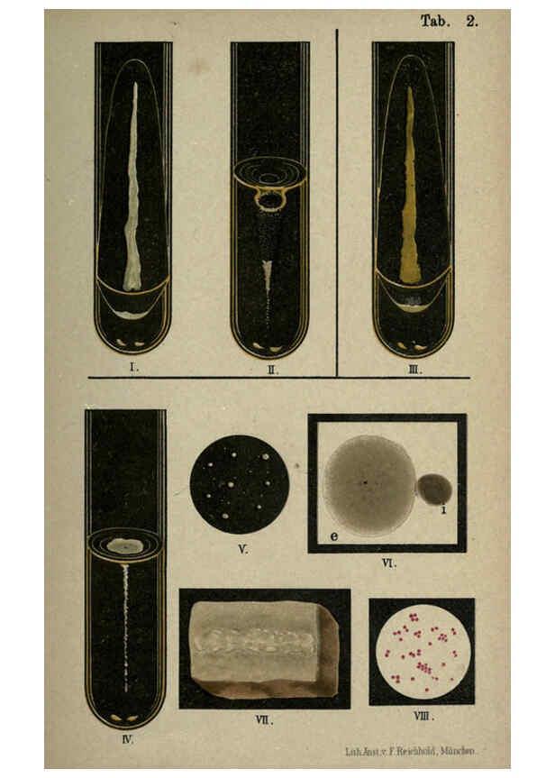 Reproducción/Reproduction 6418447807: Atlas and essentials of bacteriology New York :William Wood & Co.,1897 