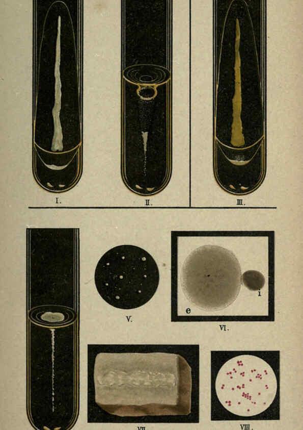 Reproducción/Reproduction 6418447807: Atlas and essentials of bacteriology New York :William Wood & Co.,1897 