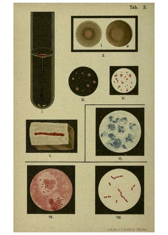 Reproducción/Reproduction 6418448239: Atlas and essentials of bacteriology New York :William Wood & Co.,1897 