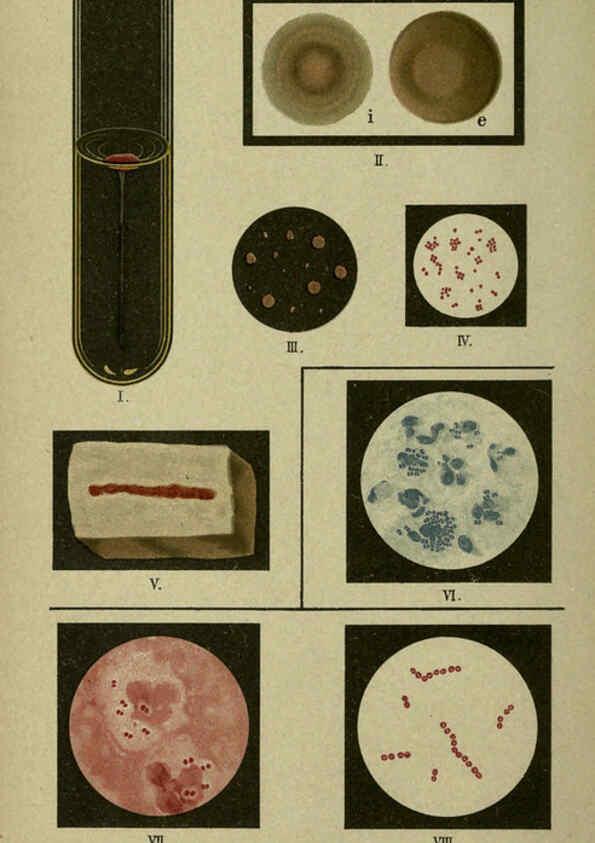 Reproducción/Reproduction 6418448239: Atlas and essentials of bacteriology New York :William Wood & Co.,1897 
