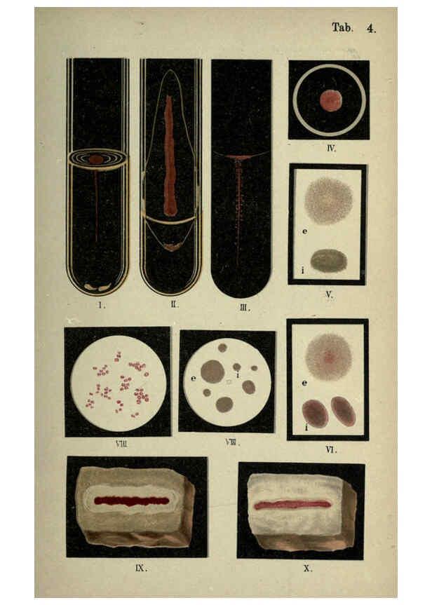 Reproducción/Reproduction 6418448765: Atlas and essentials of bacteriology New York :William Wood & Co.,1897 