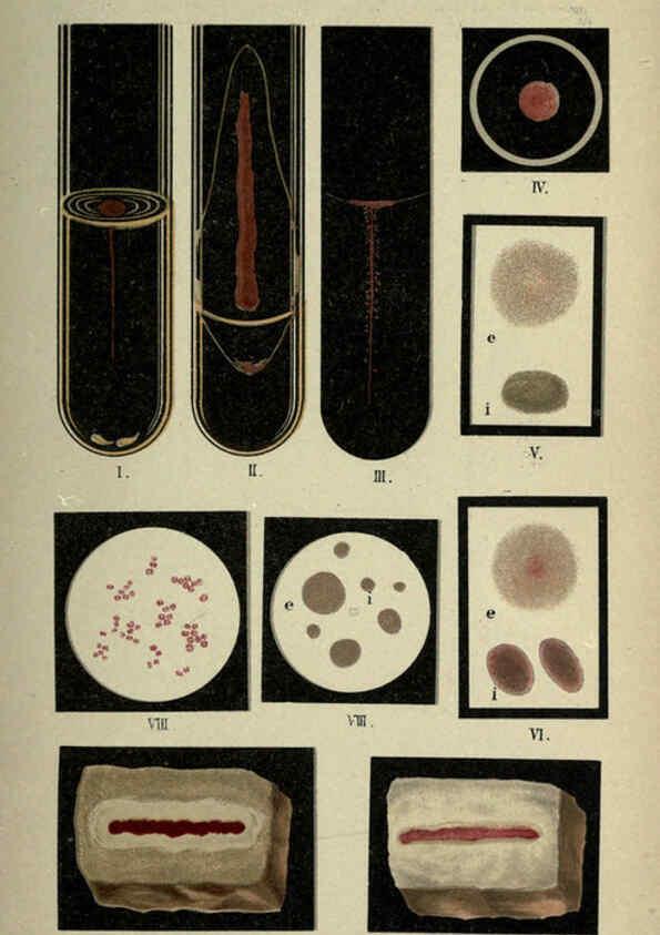 Reproducción/Reproduction 6418448765: Atlas and essentials of bacteriology New York :William Wood & Co.,1897 