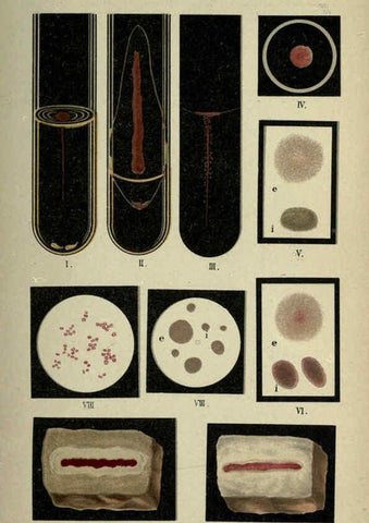 Reproducción/Reproduction 6418448765: Atlas and essentials of bacteriology New York :William Wood & Co.,1897 