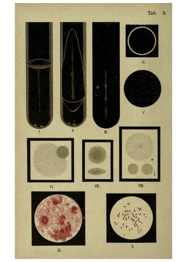 Reproducción/Reproduction 6418449363: Atlas and essentials of bacteriology New York :William Wood & Co.,1897 