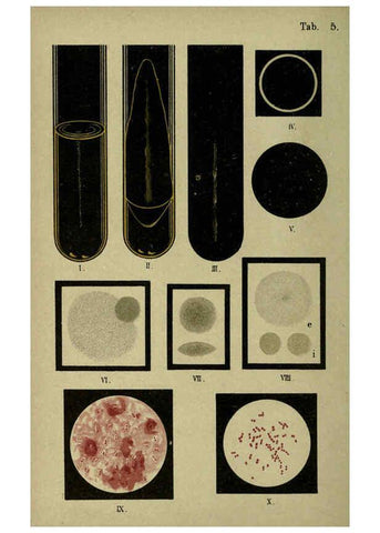 Reproducción/Reproduction 6418449363: Atlas and essentials of bacteriology New York :William Wood & Co.,1897 