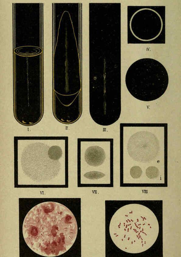 Reproducción/Reproduction 6418449363: Atlas and essentials of bacteriology New York :William Wood & Co.,1897 