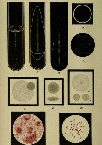 Reproducción/Reproduction 6418449363: Atlas and essentials of bacteriology New York :William Wood & Co.,1897 