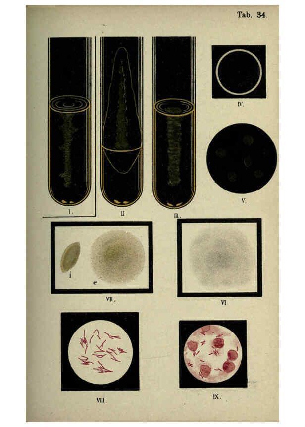 Reproducción/Reproduction 6418465435: Atlas and essentials of bacteriology New York :William Wood & Co.,1897 
