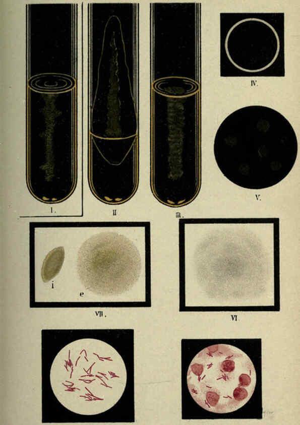 Reproducción/Reproduction 6418465435: Atlas and essentials of bacteriology New York :William Wood & Co.,1897 