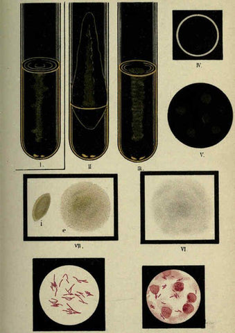 Reproducción/Reproduction 6418465435: Atlas and essentials of bacteriology New York :William Wood & Co.,1897 